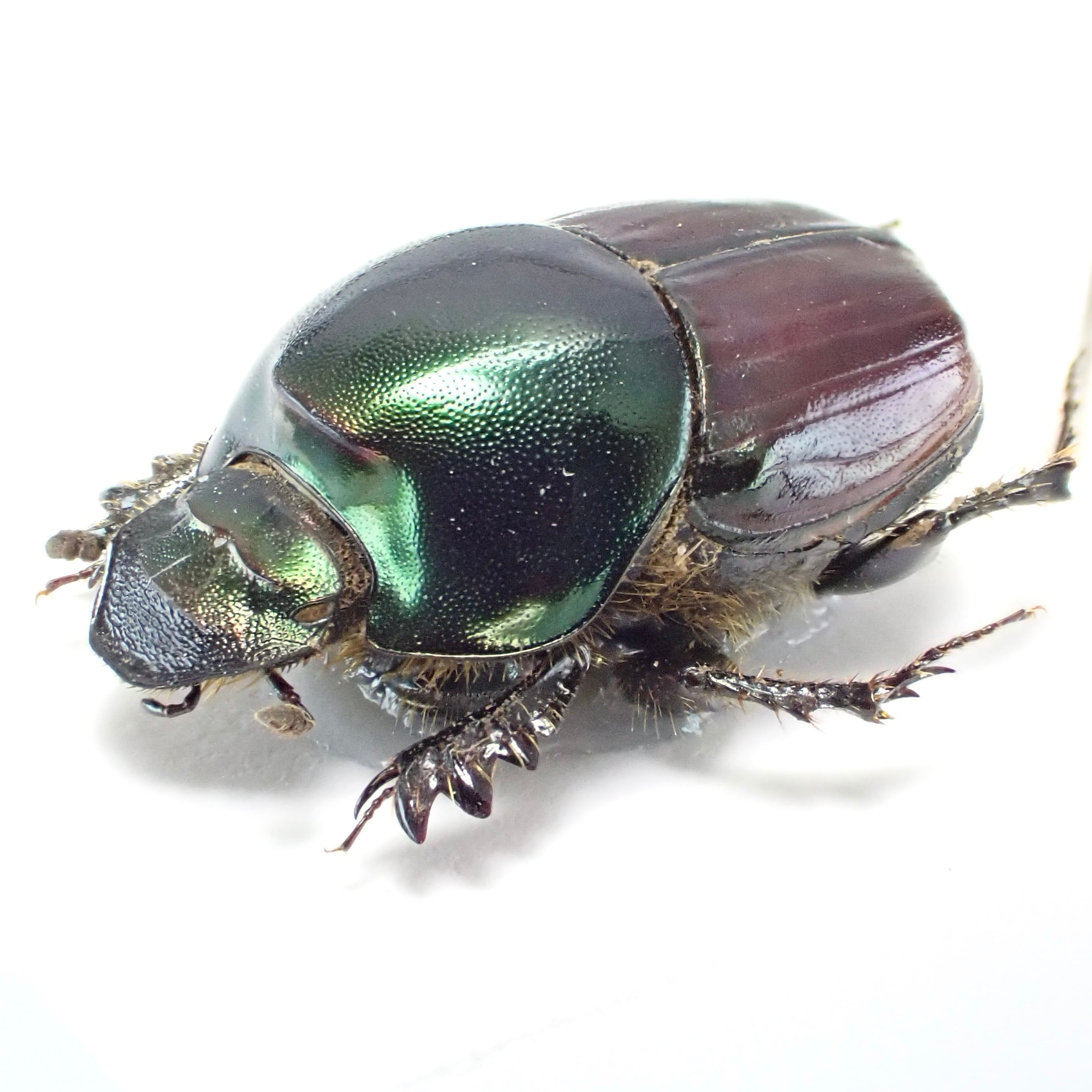 コンゴ民産 Onthophagus nigriventris ♂♀ 14mm/12mm | 昆虫標本