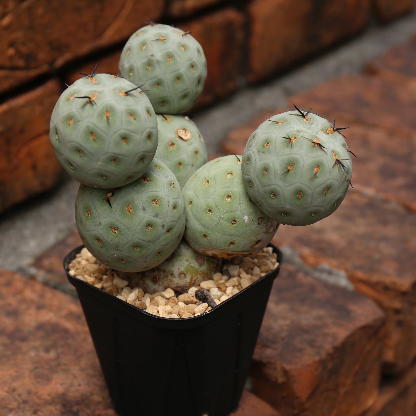 テフロカクタス ゲオメトリクス -Tephrocactus | LIGHTHOUSE.PLANTS