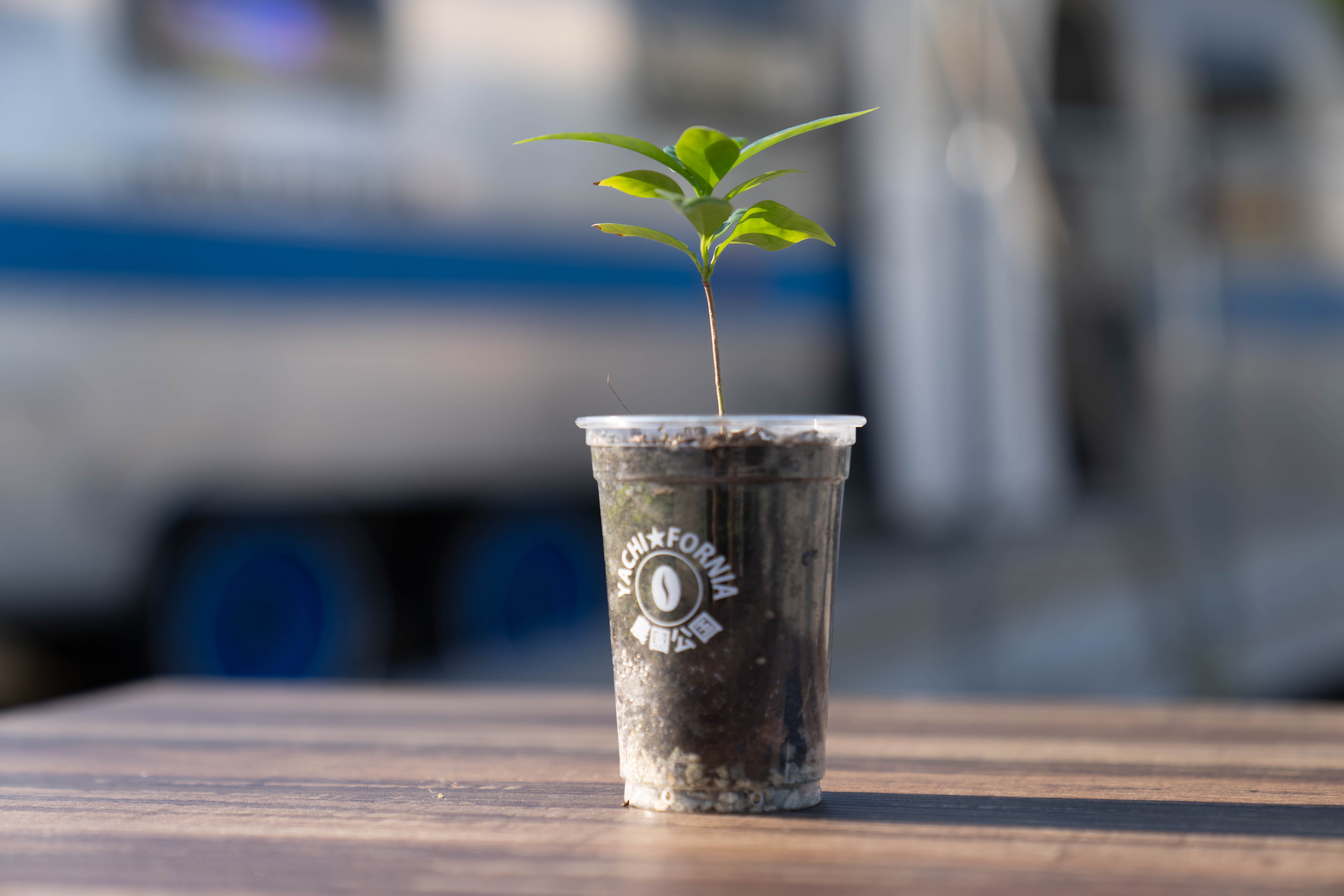 コーヒー苗ティピカ種（小）＊国産コーヒー苗木 | YACHI☆FORNIA-FARM