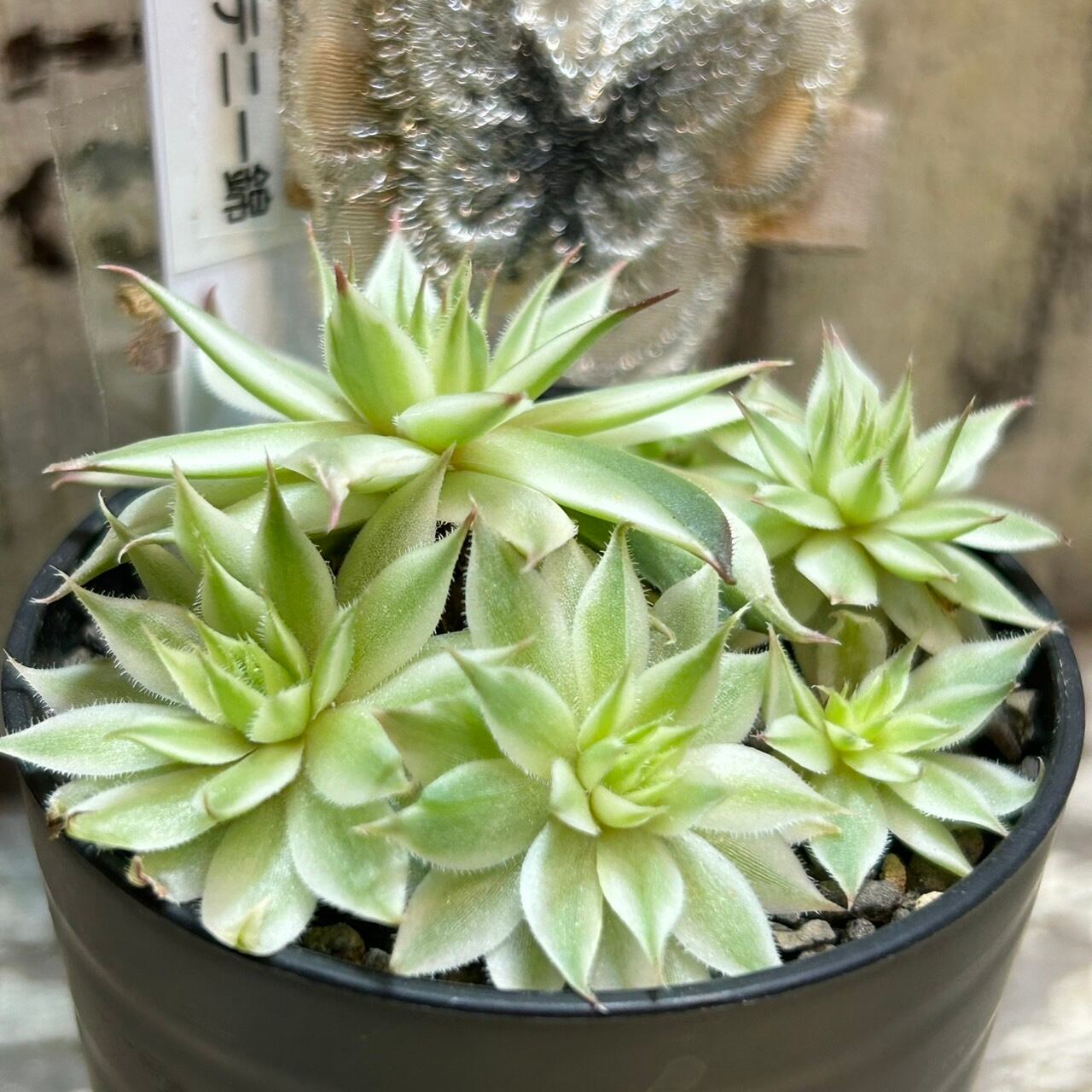 メッテニー錦 | RuPo 多肉植物専門店