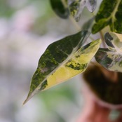 アロカシア バンビーノ イエロー / Alocasia bambino variegated 'Yellow'②