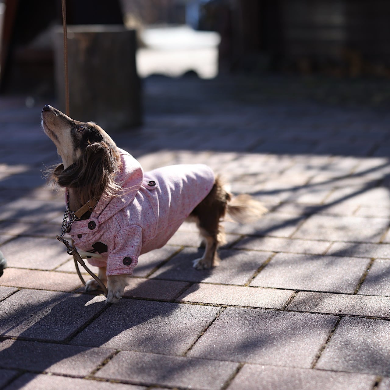 ダッフルコート | カニンヘンダックスとミニチュアダックス専門のお