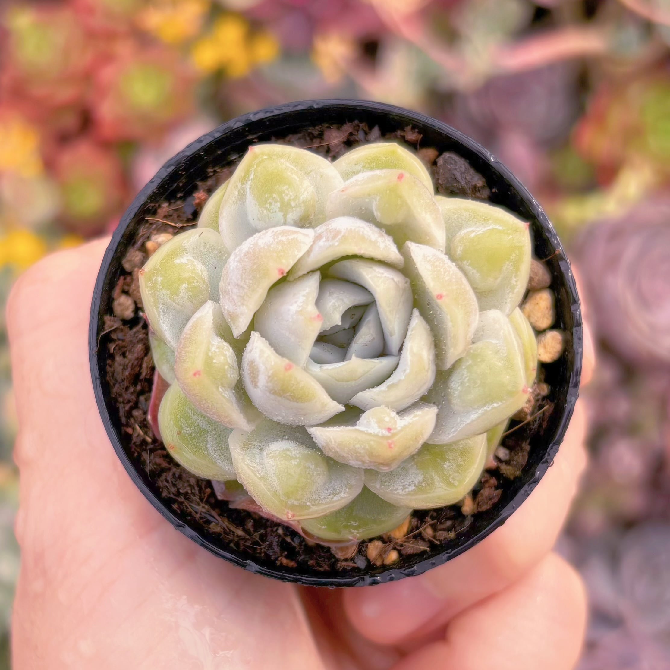 現品　白磁瘤(はくじこぶ)#765　新入荷　るる農園