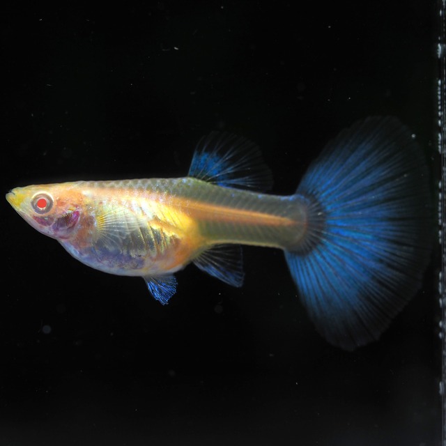 上物RREAラズリーネオンタキシード　1ペア＋おまけ1ペア