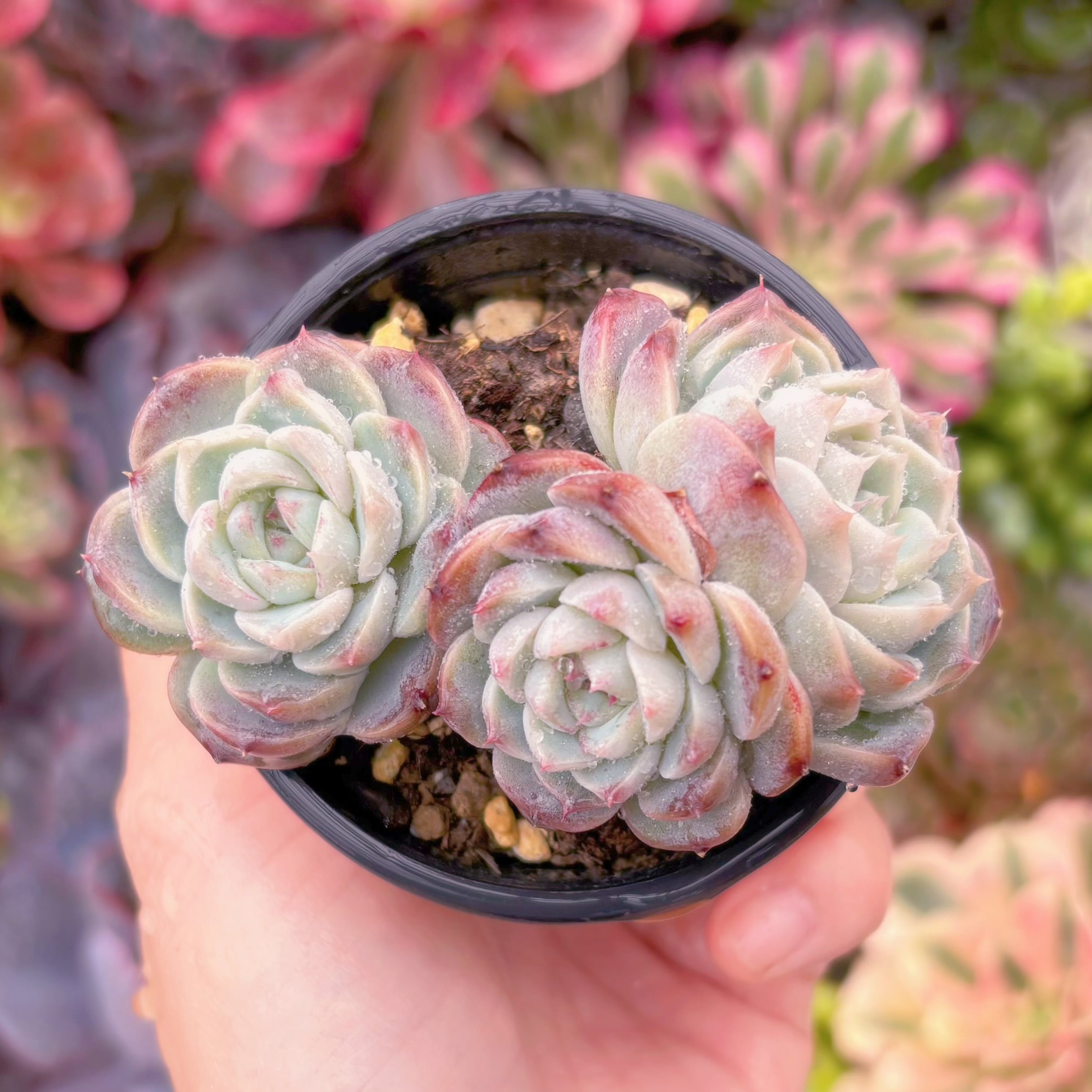 現品　レッドベルベット#F054　群生　るる農園