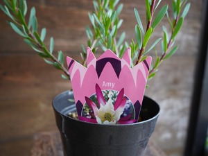 【現物】リューカデンドロン ”Amy”