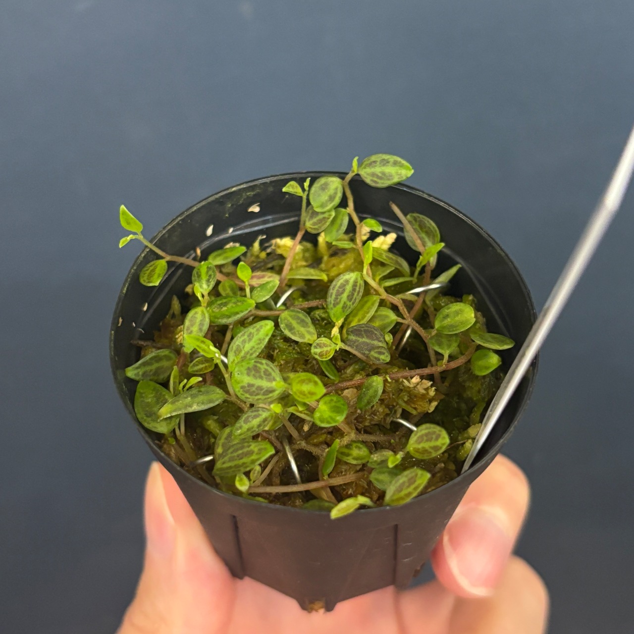 ペペロミア jamesoniana Ecuador【82】