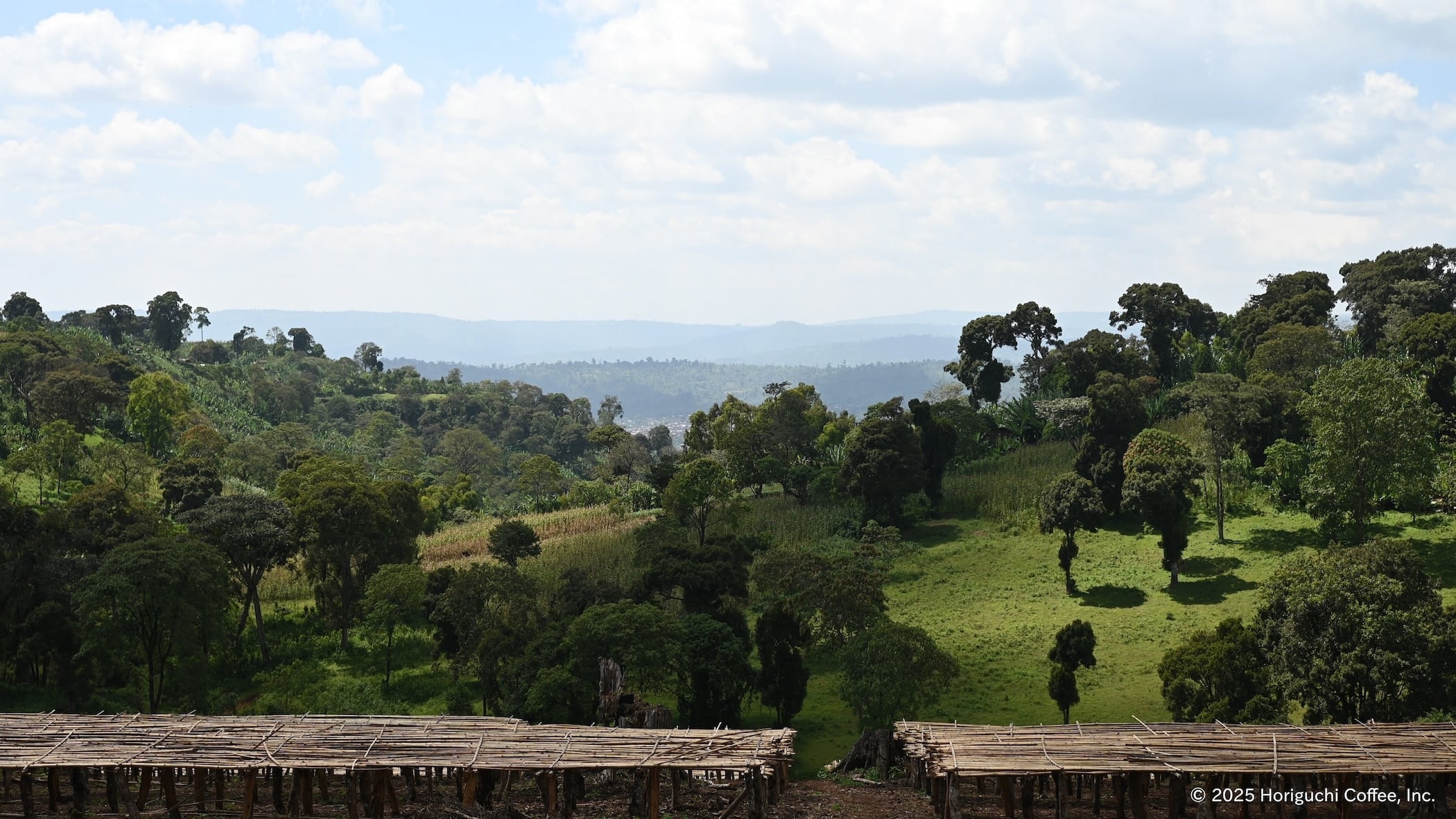 【2月の豆】エチオピア グジ ハンベラ・ゴロ・ベデッサ