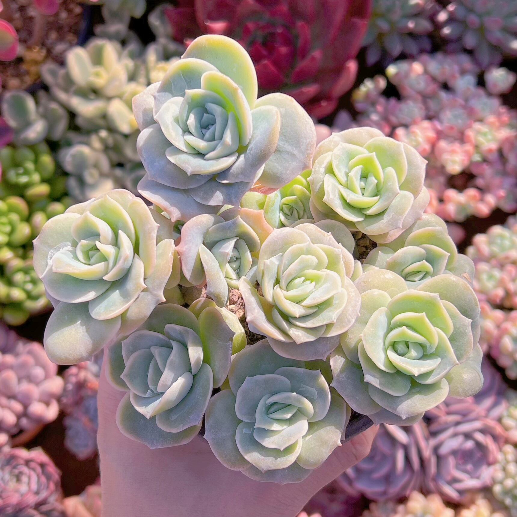 現品　ラブリーローズ#666   古株　るる農園