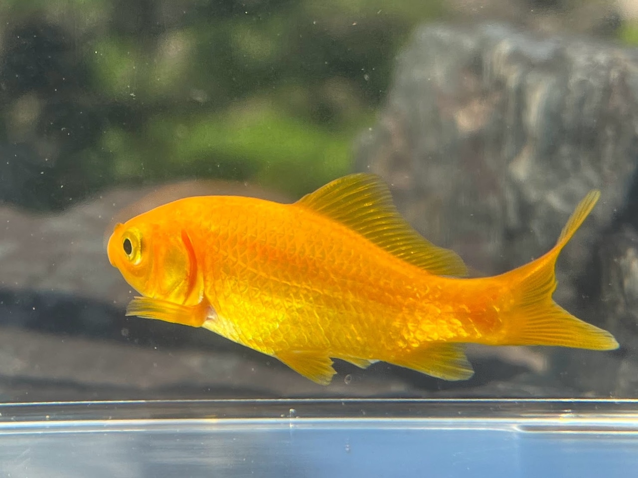 (金魚)国産 レモンコメット(短尾) 江戸川産(1匹)【生体】