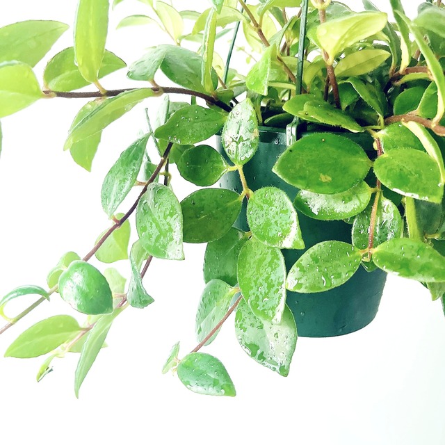 エスキナンサス ラディカンス 観葉植物 吊り下げ calm cafe