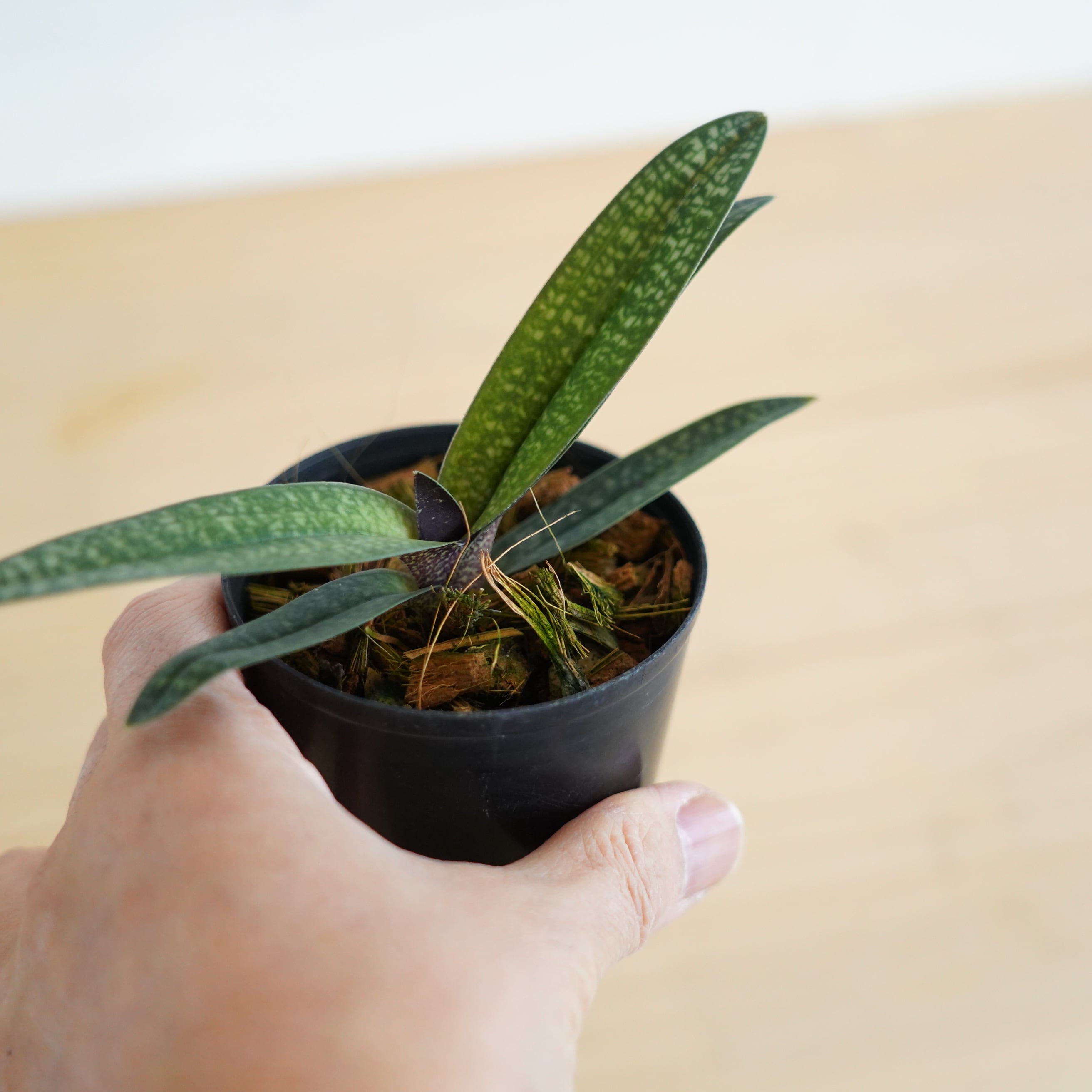 パフィオペディラム アルメニホワイト Paph.Armeni White【ラン科植物