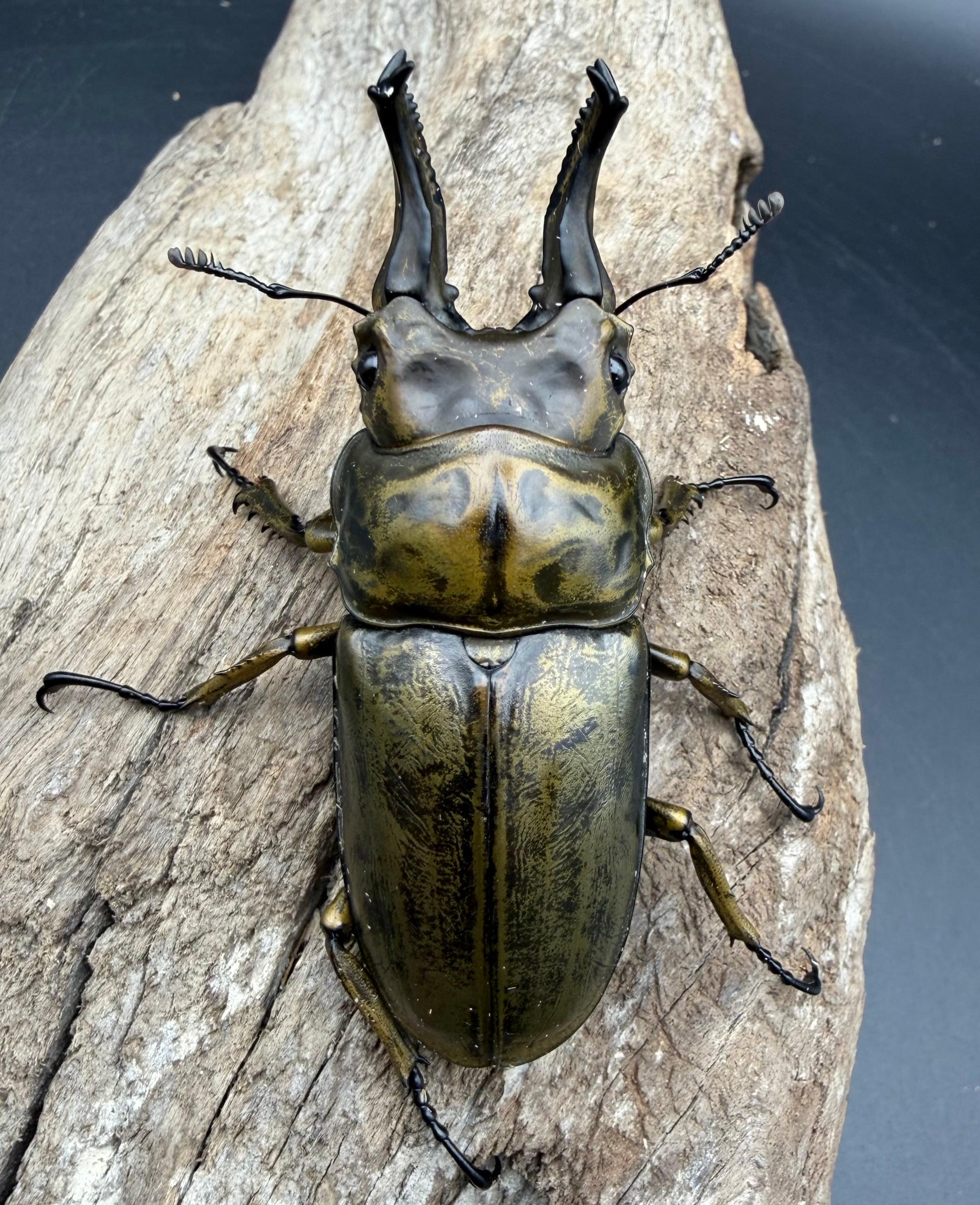 F0】《ローゼンベルグオウゴンオニクワガタ 71mm ペア》 | KPW公式