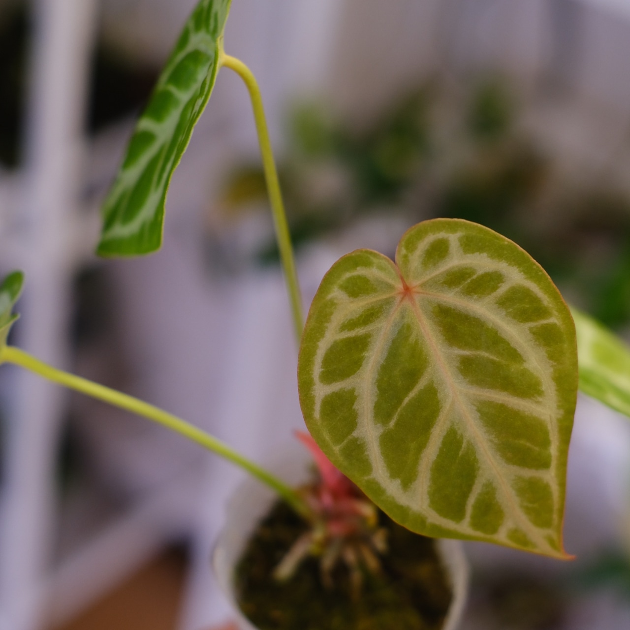 Red Crystallinum × Silver Blush / アンスリウム・レッド クリスタリナム × シルバーブッシュ⑦