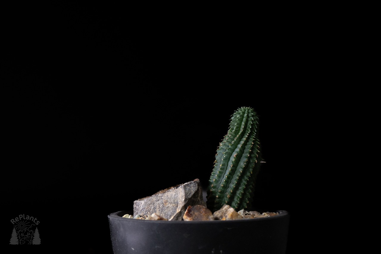 Habitat Style Euphorbia fimbriata
