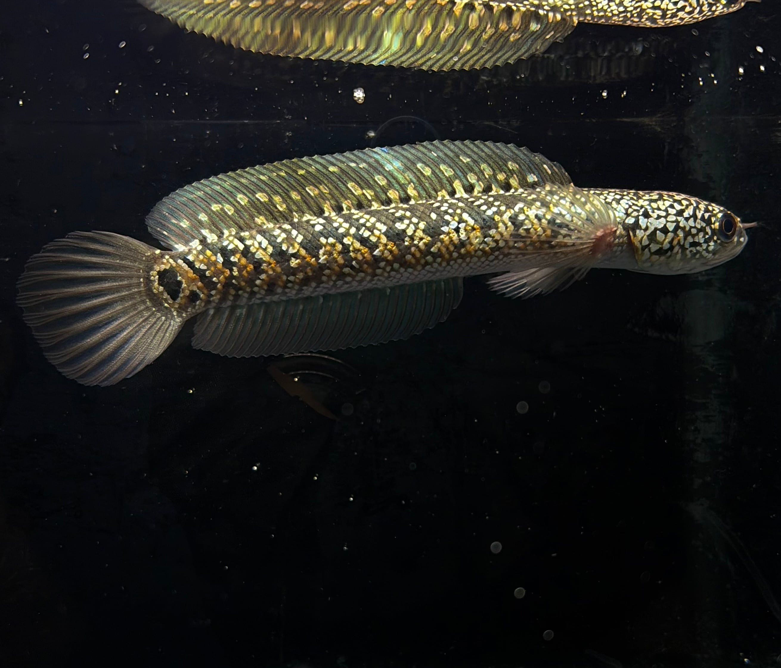 サマーセール 金天目 (金雷龍) Gold tenmoku コウタイ ゴールドテンモク