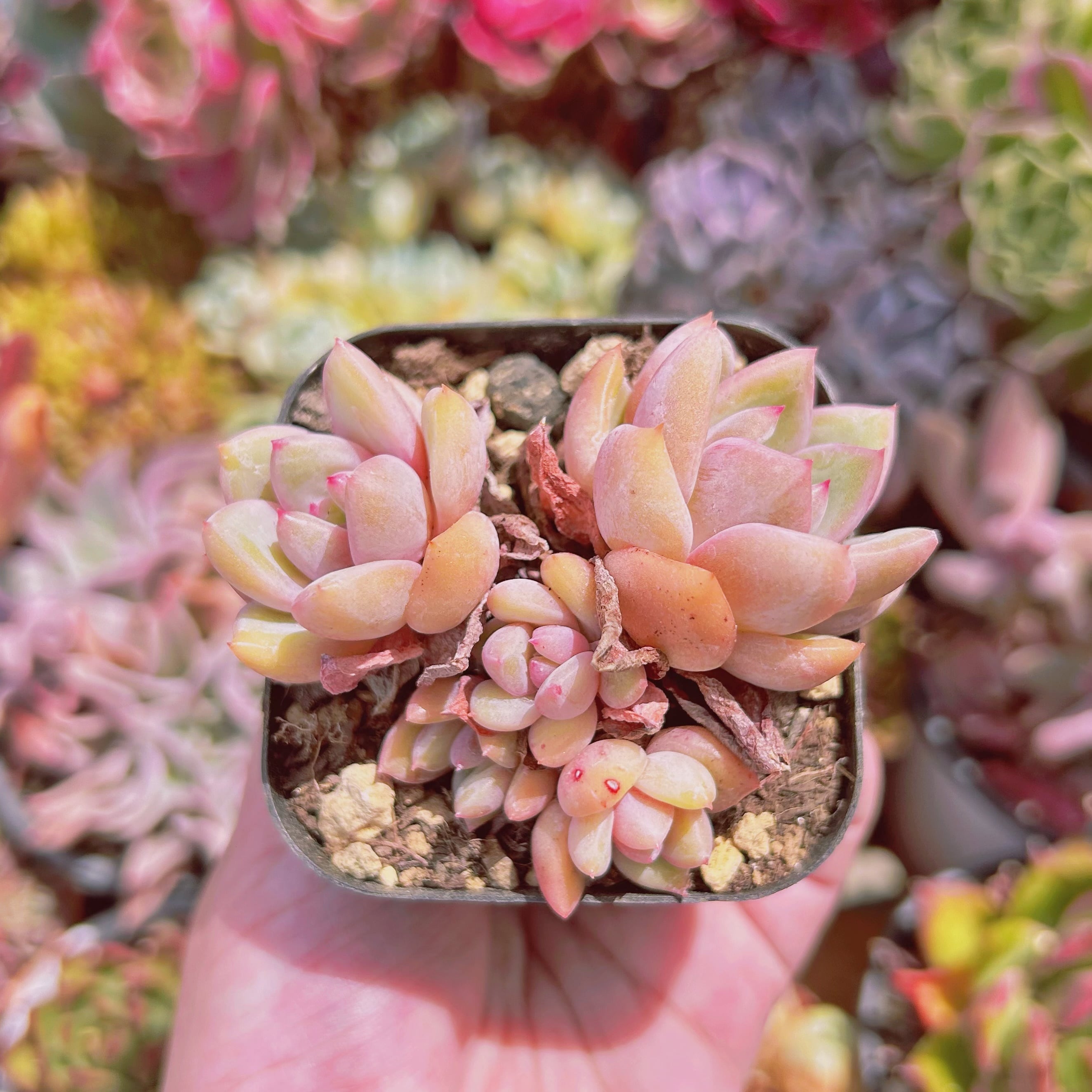 多肉植物。シャネル 法師錦抜き苗 adcb96cc0bf800bd9879099f101628