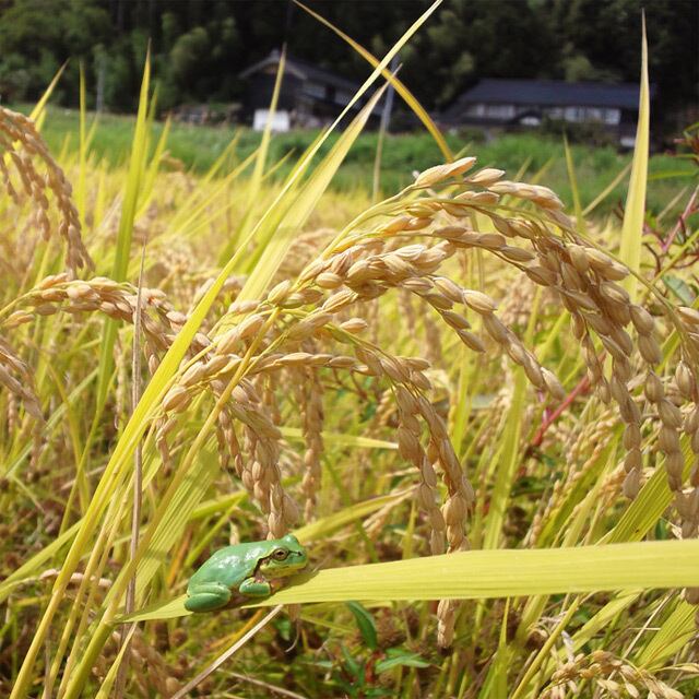 令和6年度産　ササニシキ　10kg玄米　自然栽培 ササニシキ玄米10キロ（令和6年産：自然栽培米） | いつくの