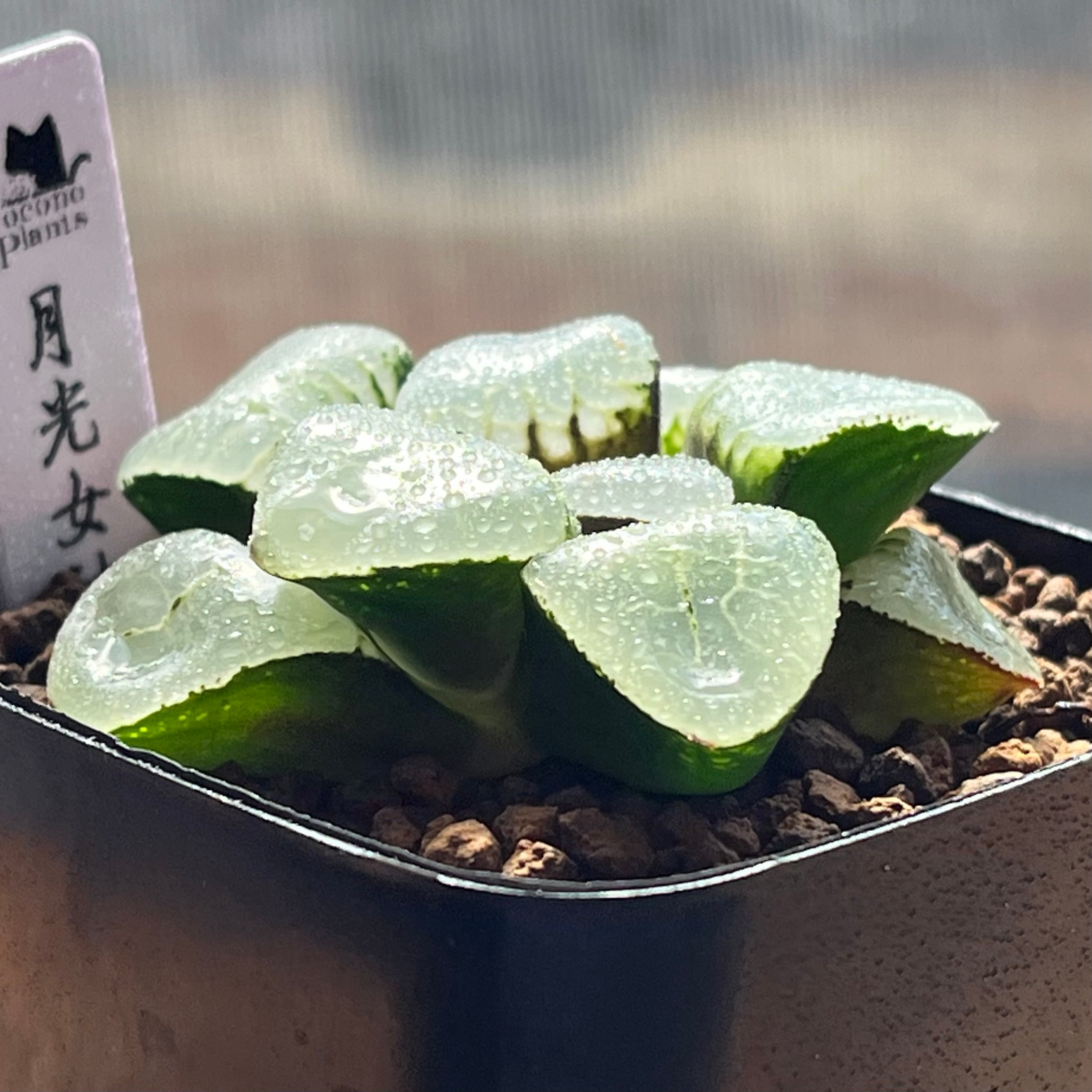 ハオルチア 月光女神(微発根） | mocono_plants