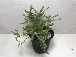 ボスウェリア ネグレクタ