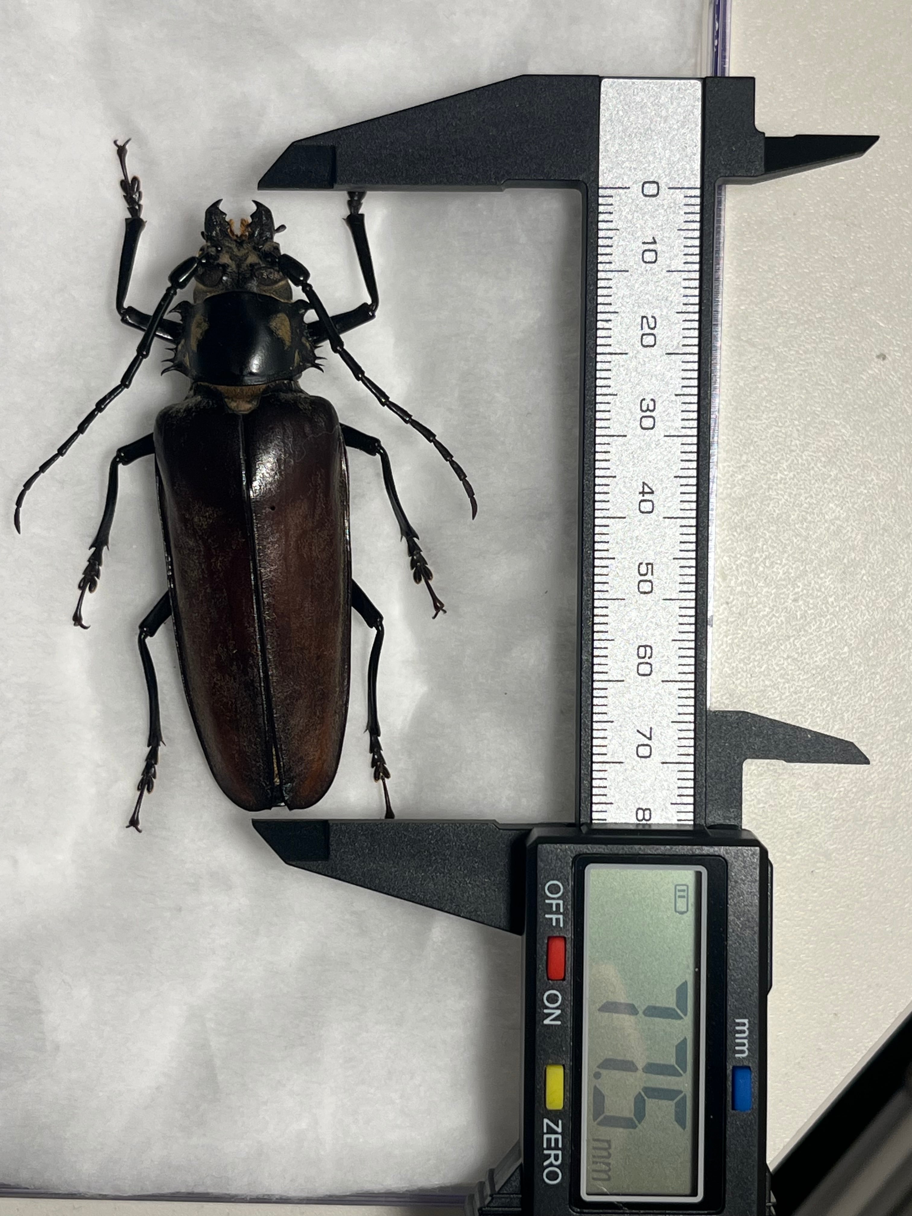 韓国保護種】ウスリーオオキバウスバカミキリ Callipogon ウスリーオオ