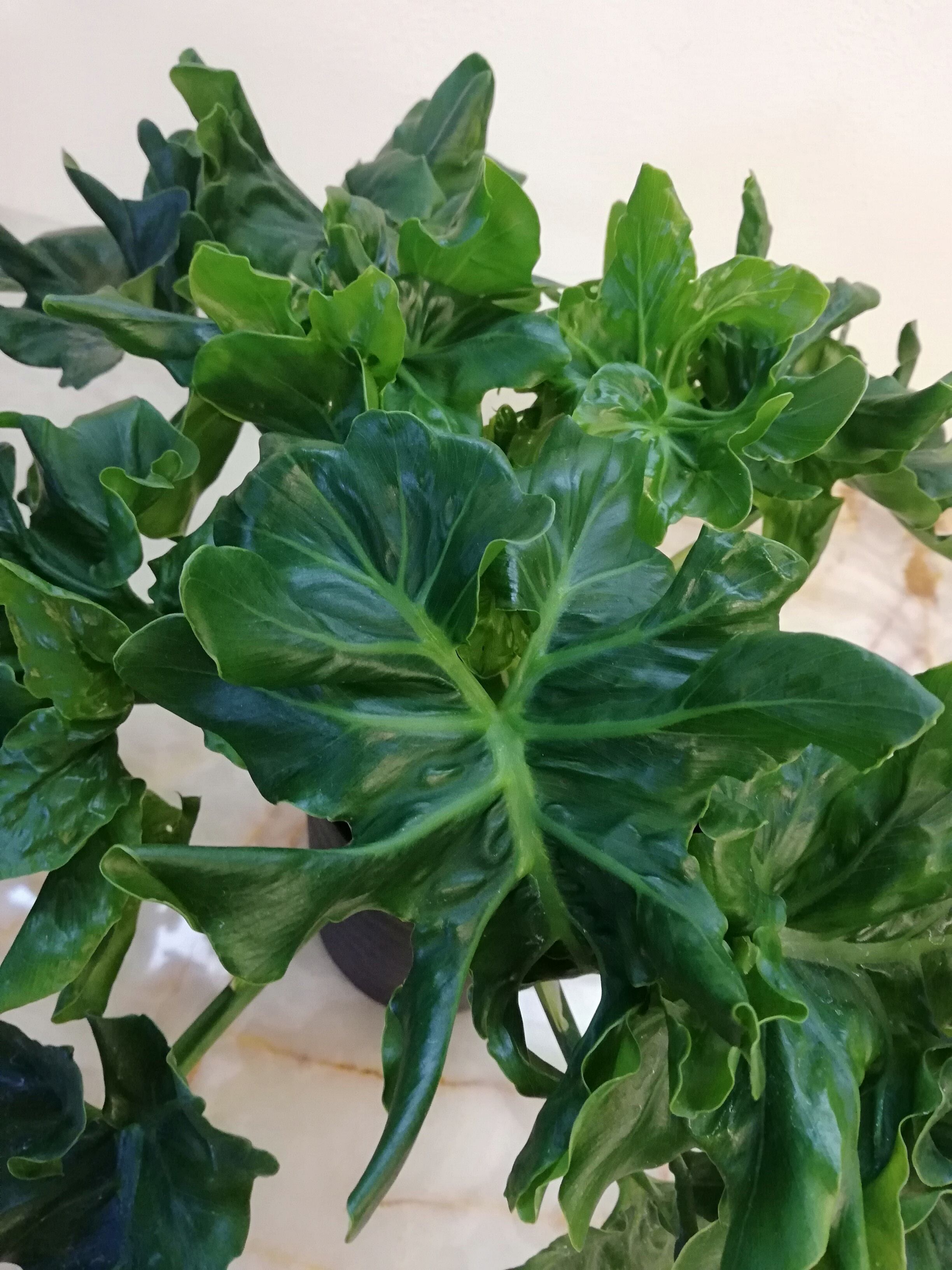 セローム スーパーアトム Flowertakase Atelier