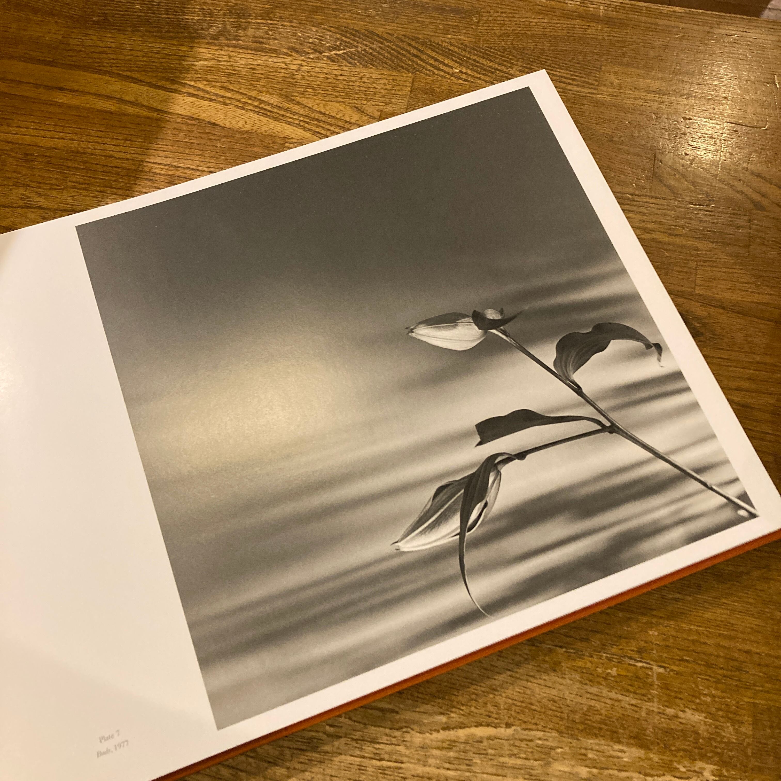 Mapplethorpe: The Complete Flowers / Robert Mapplethorpe（ロバート