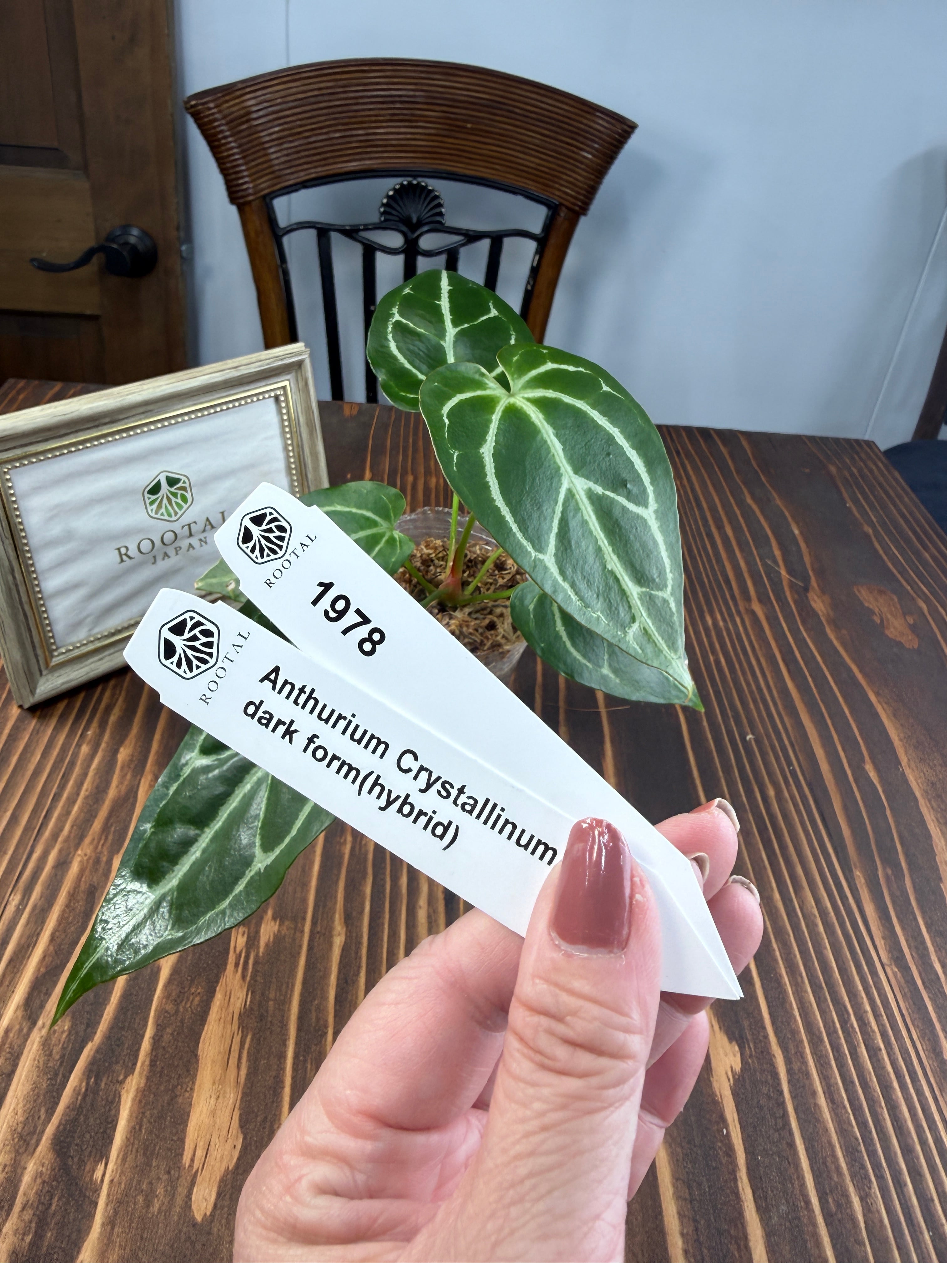 アンスリウム | ROOTALPLANTS