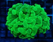 Ancora UltraFrag SuperGreen