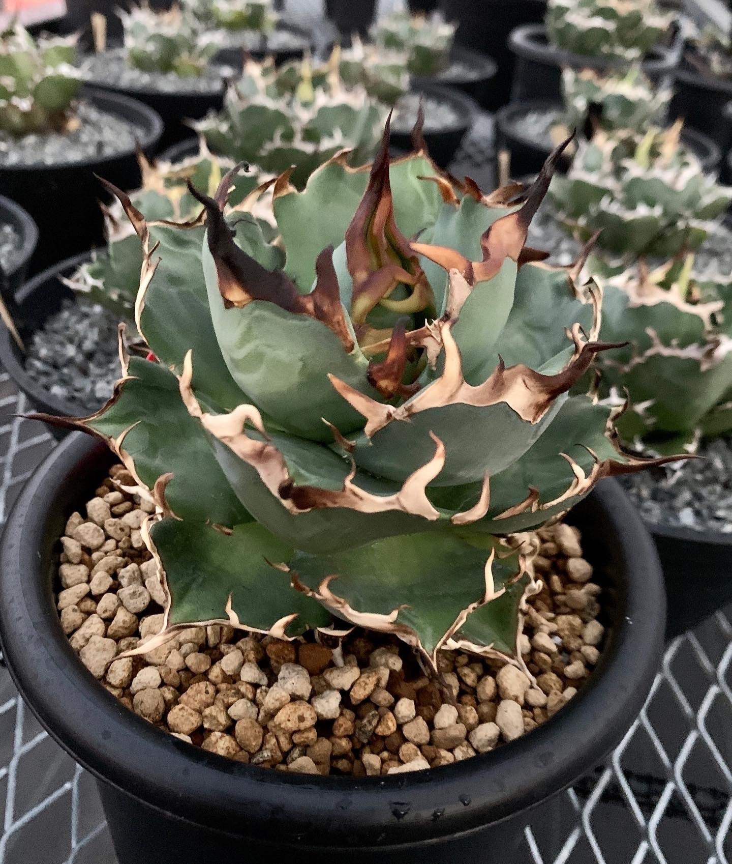 ハデス　恐竜牙歯　子株　コンパクト血統 ハデス 恐竜牙歯 子株 コンパクト血統