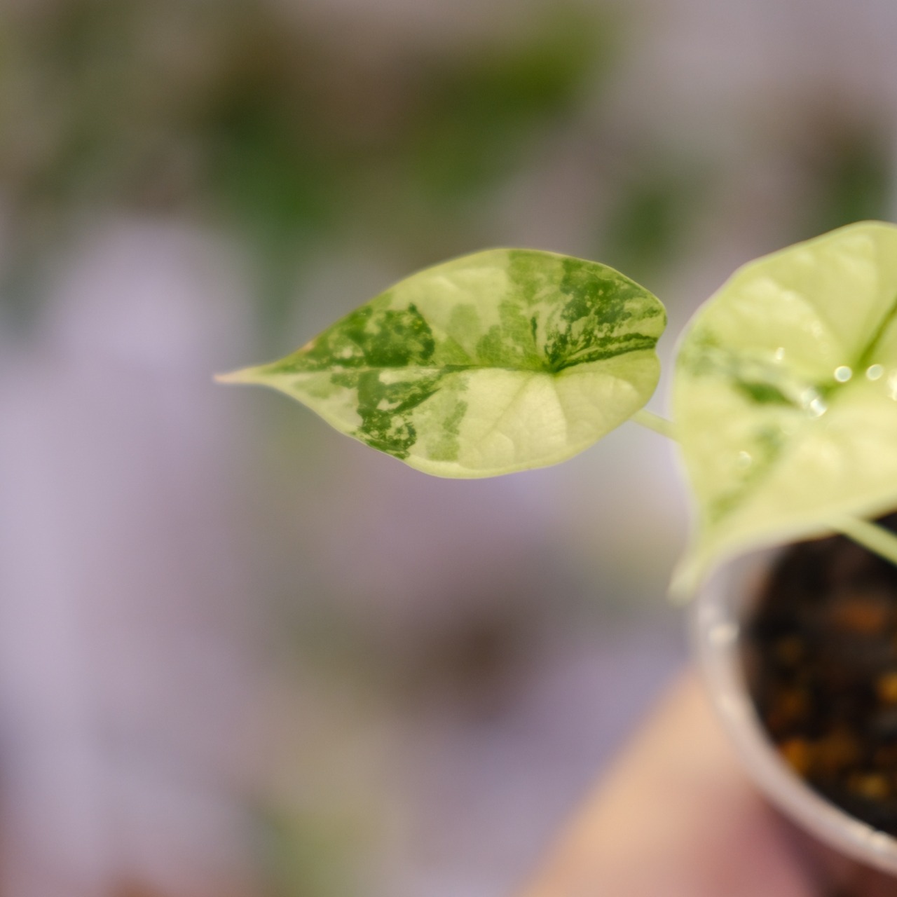 【斑入り】Alocasia dragon scale / アロカシア ドラゴンスケール⑨