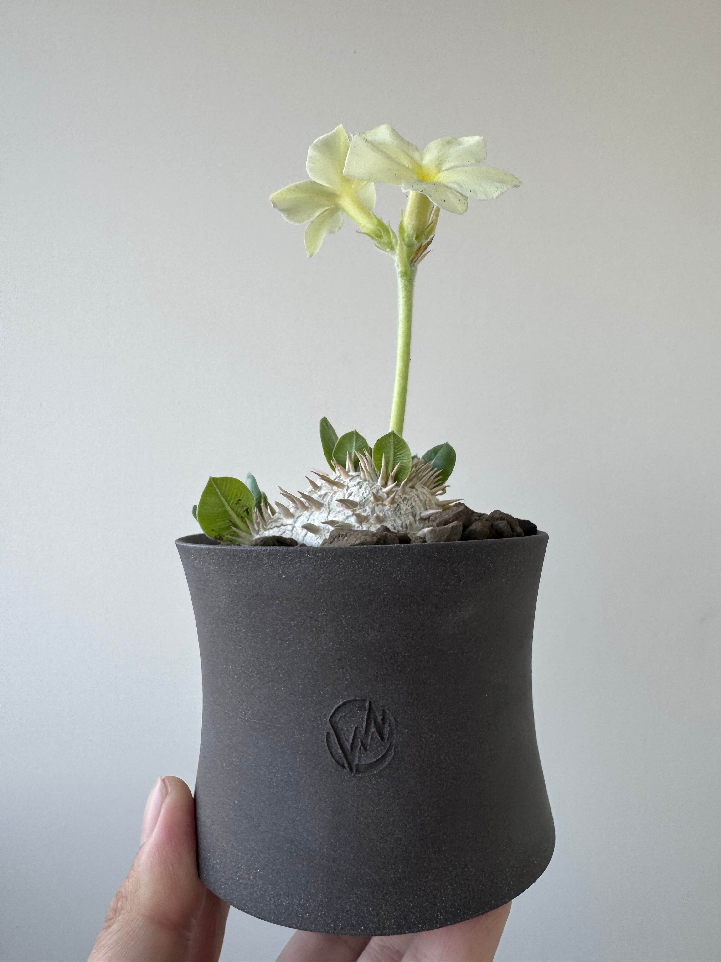 新着】Pachypodium brevicaule var.leucoxanthum × VALIEM GHOST【白花