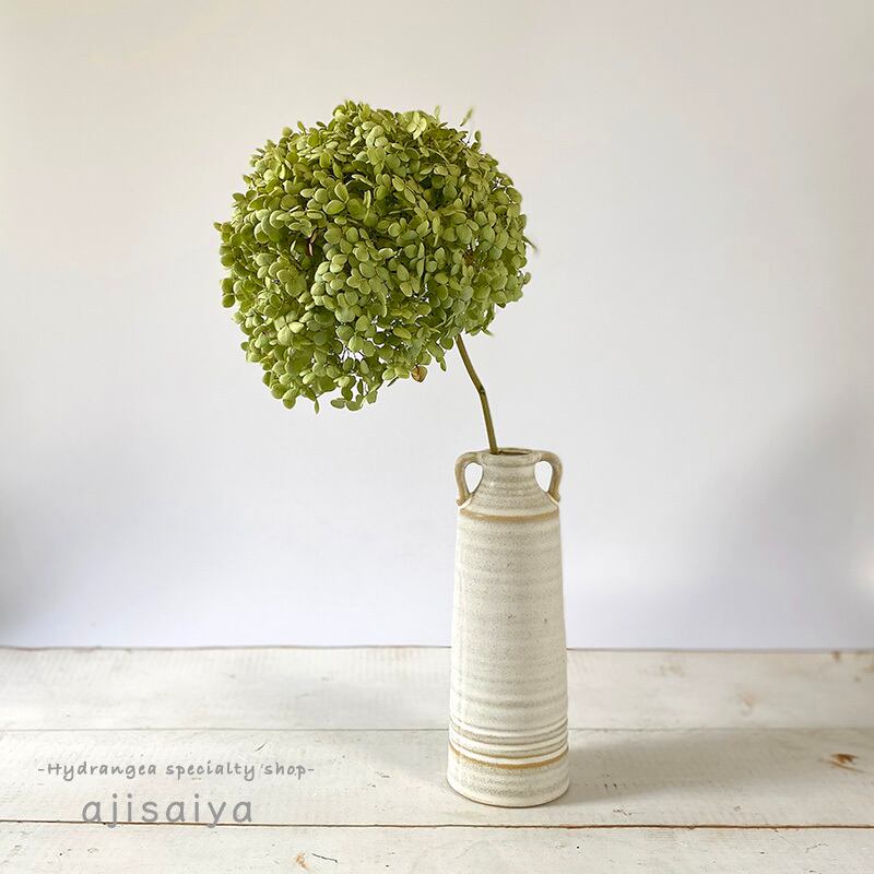 新入荷：2024年産】特大アナベル ドライフラワー ステム付き 1輪  