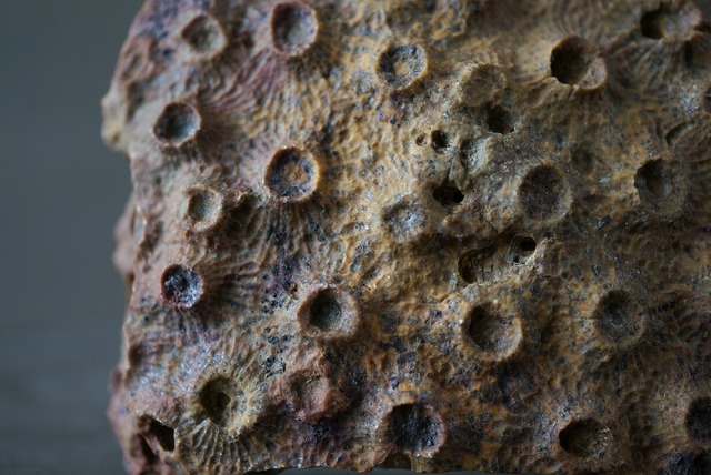 サハラ砂漠産四放サンゴ化石　フィリップサストレア　Phillipsastrea sp.　1013