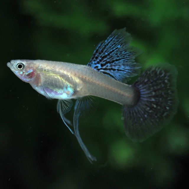 【現物】極上プラチナブルードラゴンビッグドーサルダンボリボン　1カルテット＋おまけ1ペア(No.1)