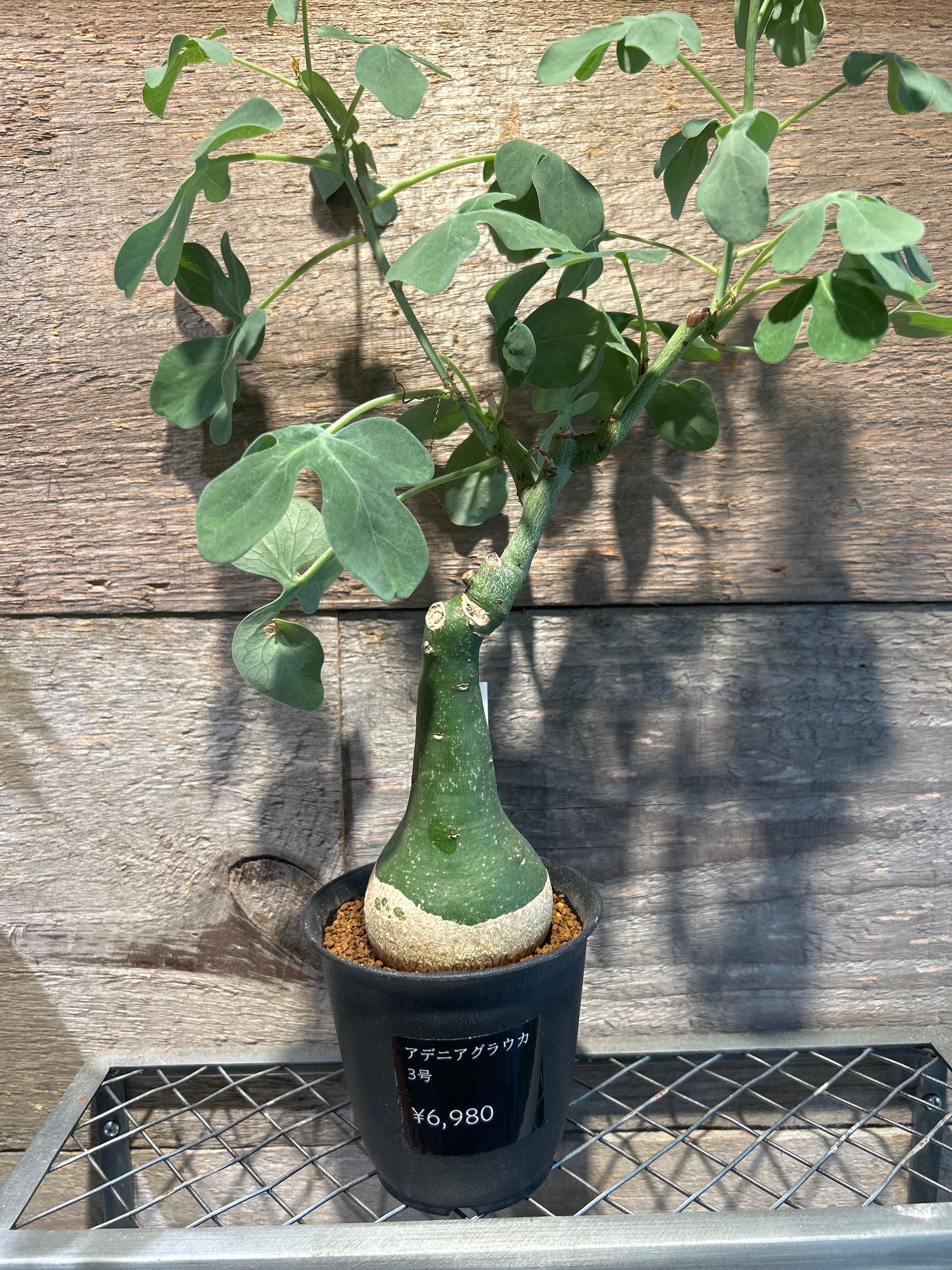 柱サボテン ブランチ2.5号 | 植物との暮らし apricot