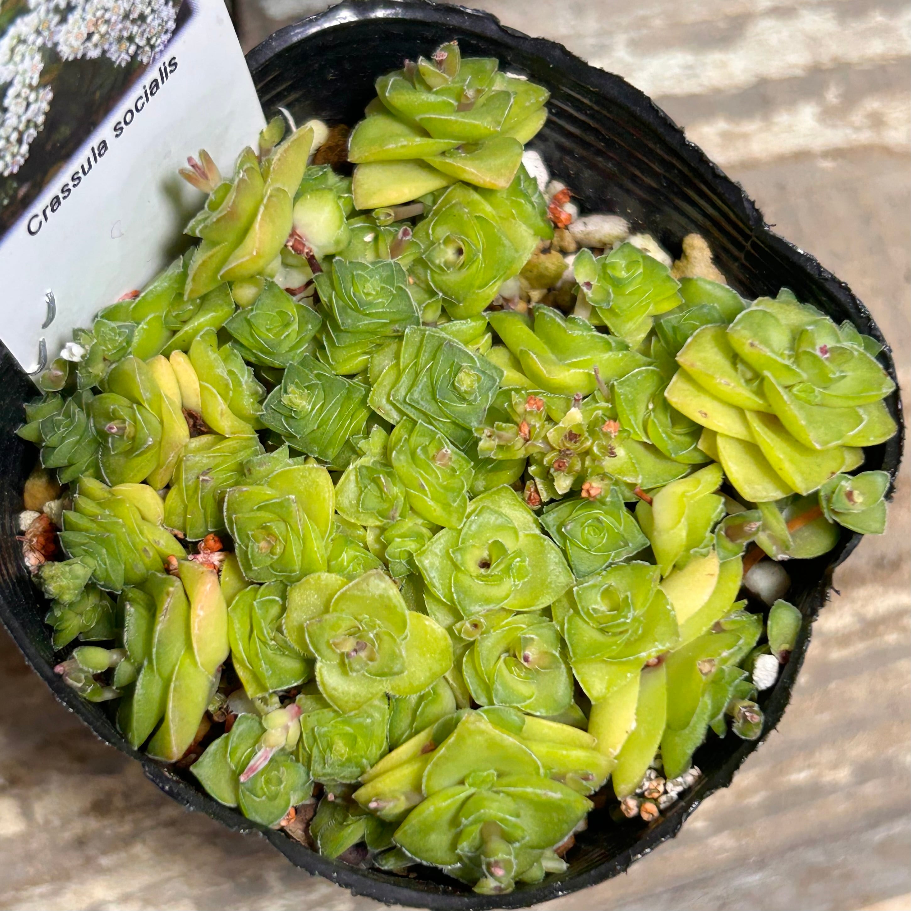 ヒアリナサンルイスデラパス | RuPo 多肉植物専門店