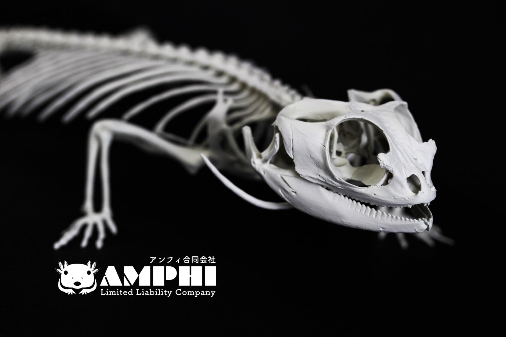 フトアゴヒゲトカゲ 原寸大全身骨格レプリカ bearded dragon, Full