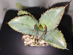 【 15 】oteroi seedling ②