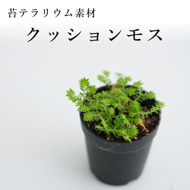 クッションモス　苔テラリウム作製用素材