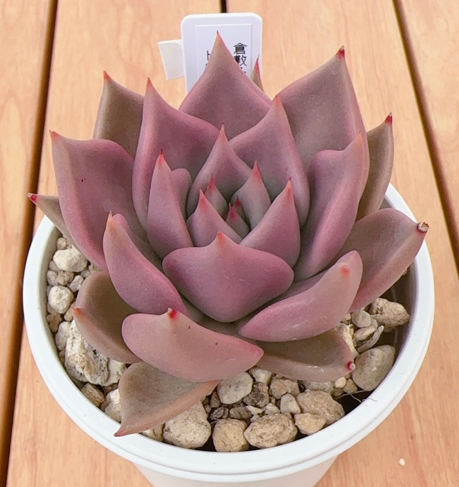 寄せ植え苗ランダム10個セット | 倉敷多肉工房