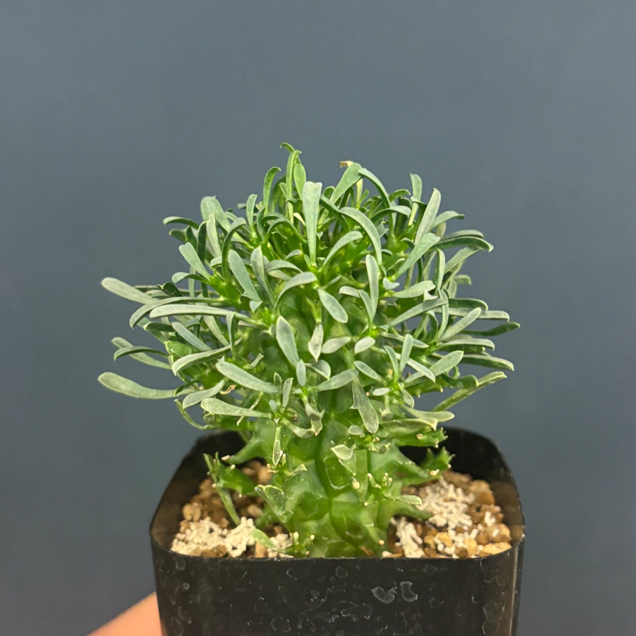 【現品】2026年　ユーフォルビア福袋　20,000円