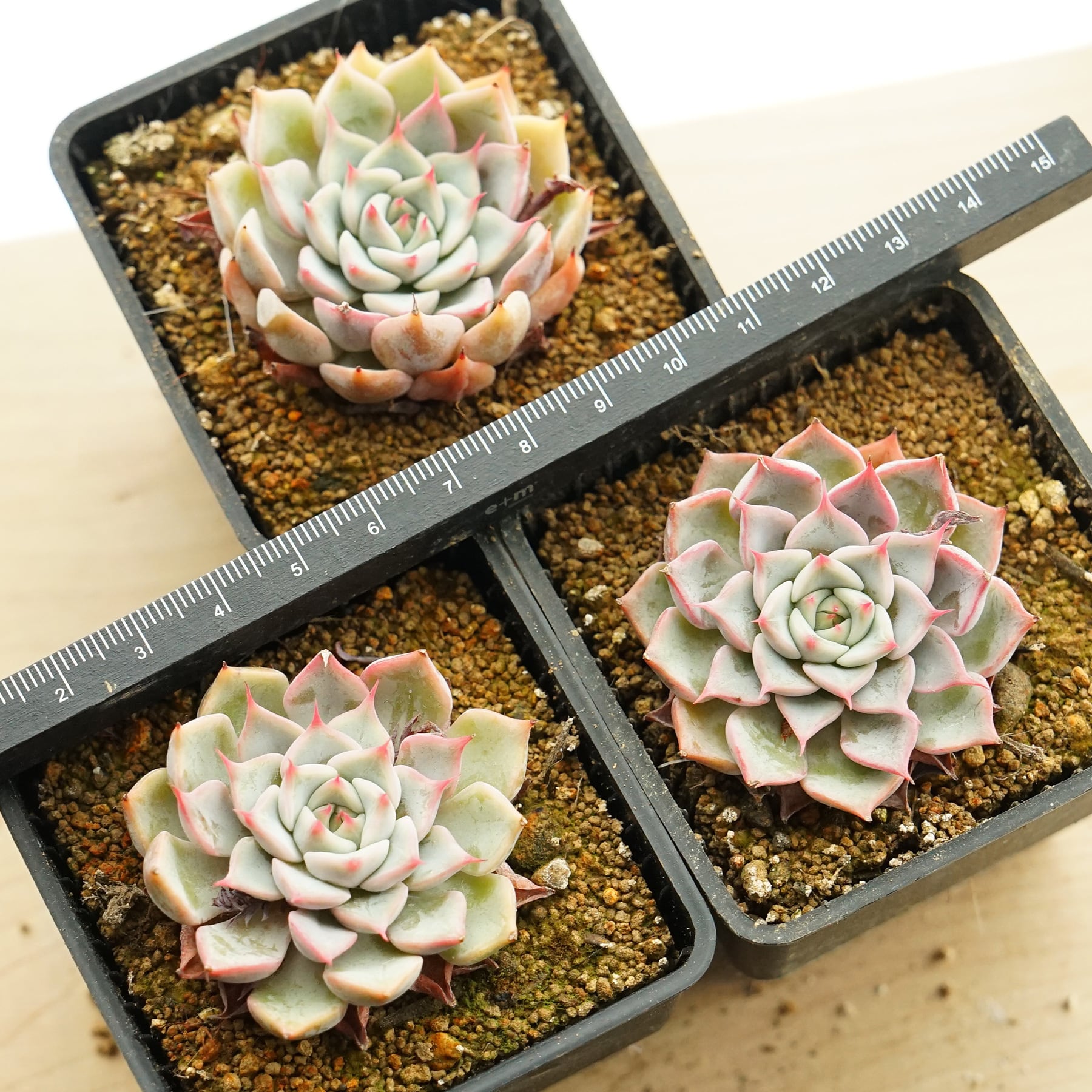 多肉植物 カット苗 box 4