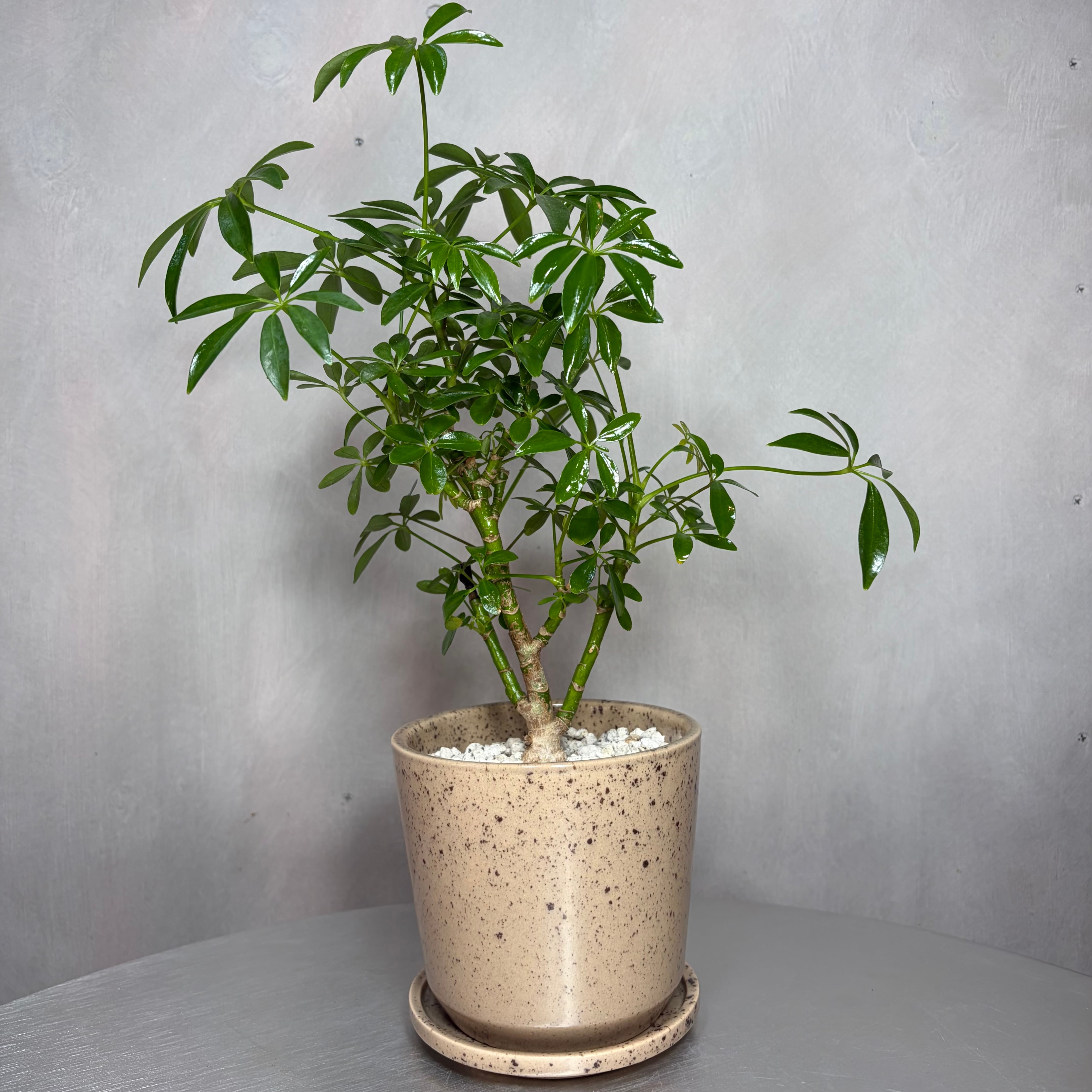 シェフレラ 観葉植物 陶器鉢 植え込み