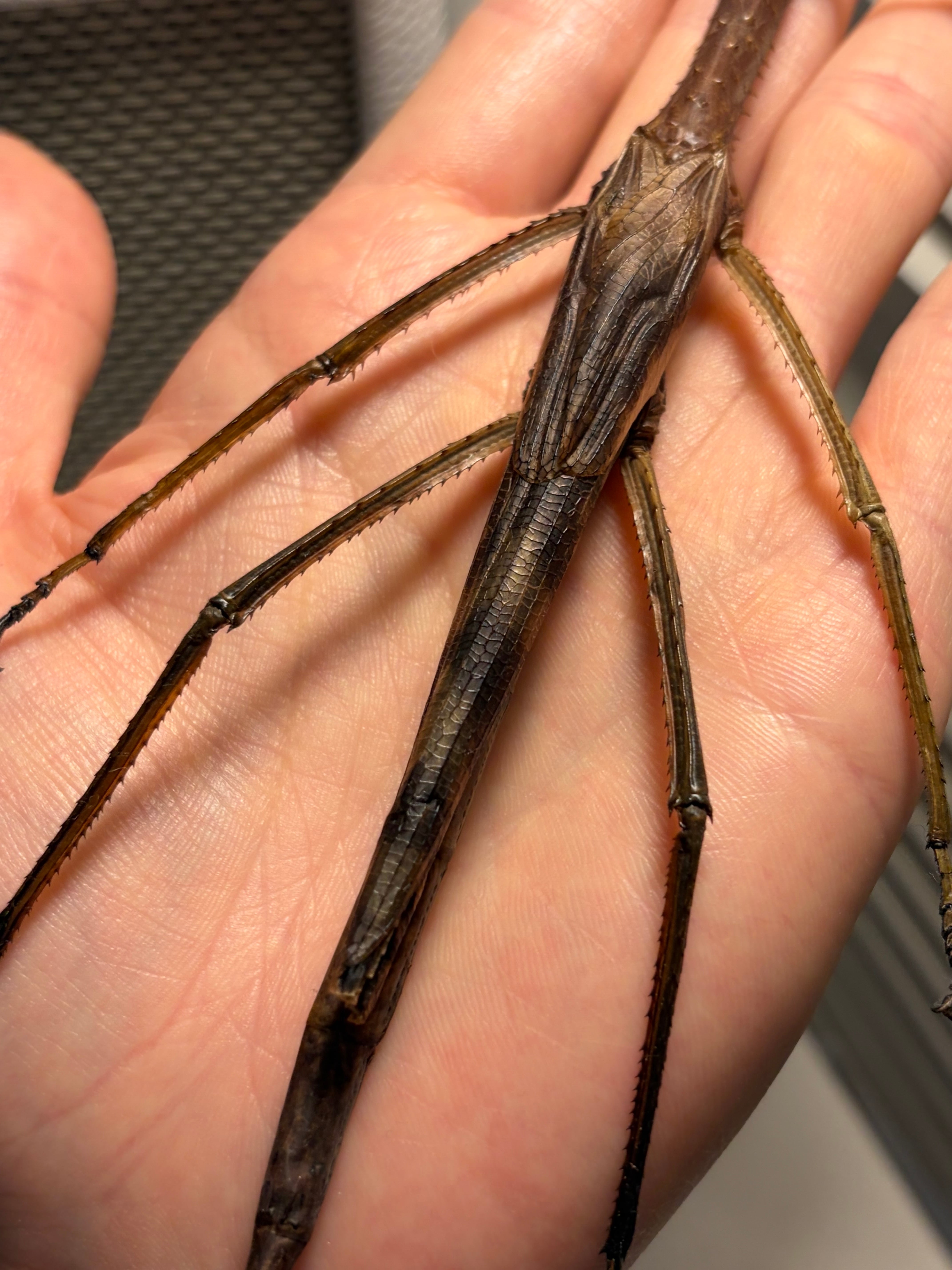 成虫♀】ウルフィングナナフシ コノハムシカマキリマンティスコロギス