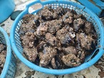 【特価：付着物有り】■1箱：17kg入り【釣り餌用 ムール貝】（無選別/サイズ混合/掃除なし） 7