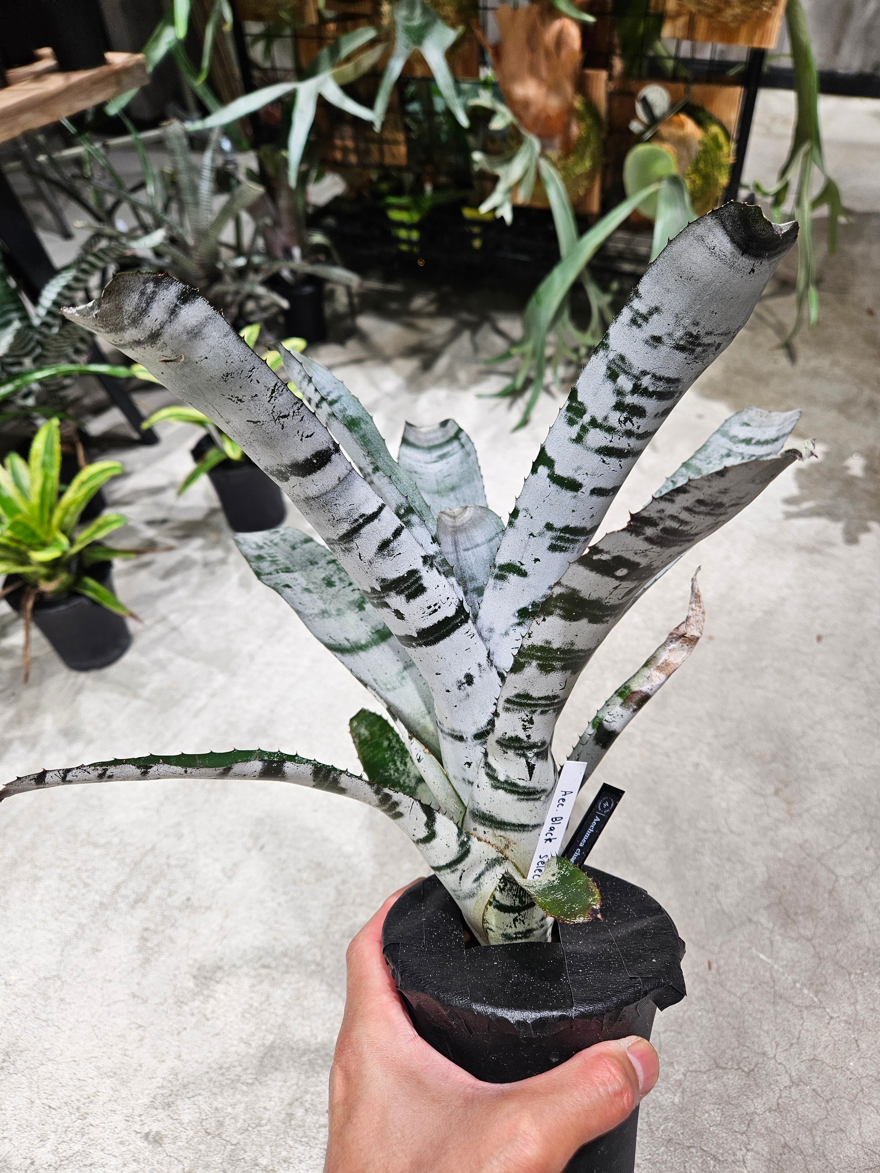 エクメア | artPLANTs （アートプランツ）