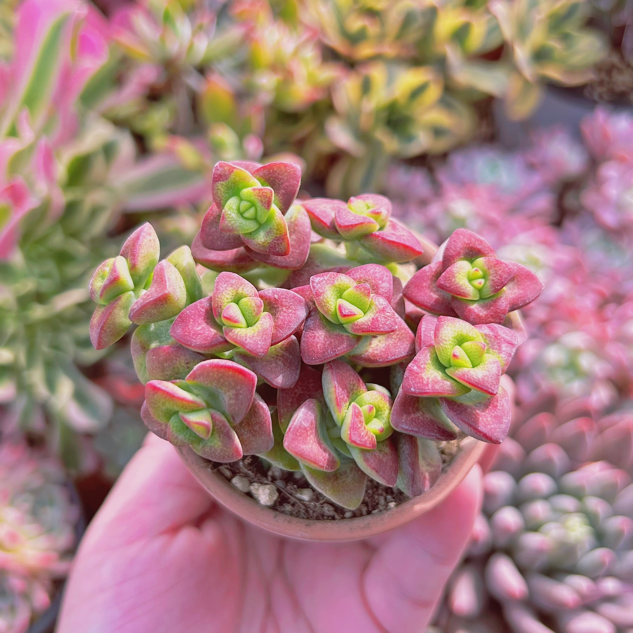 多肉植物 ラブリーハート 6頭以上 | るる農園~多肉植物専門