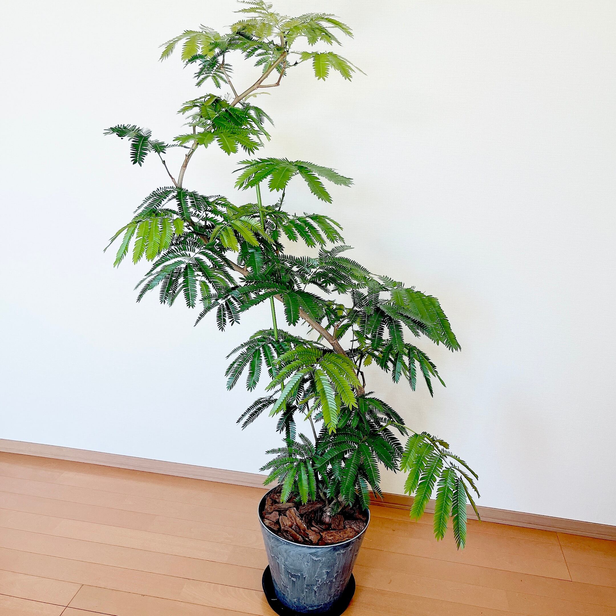 《希少》シェフレラ アッシュフォリア XLサイズ 観葉植物 calm cafe 希少》シェフレラ アッシュフォリア XLサイズ 観葉植物 calm cafe