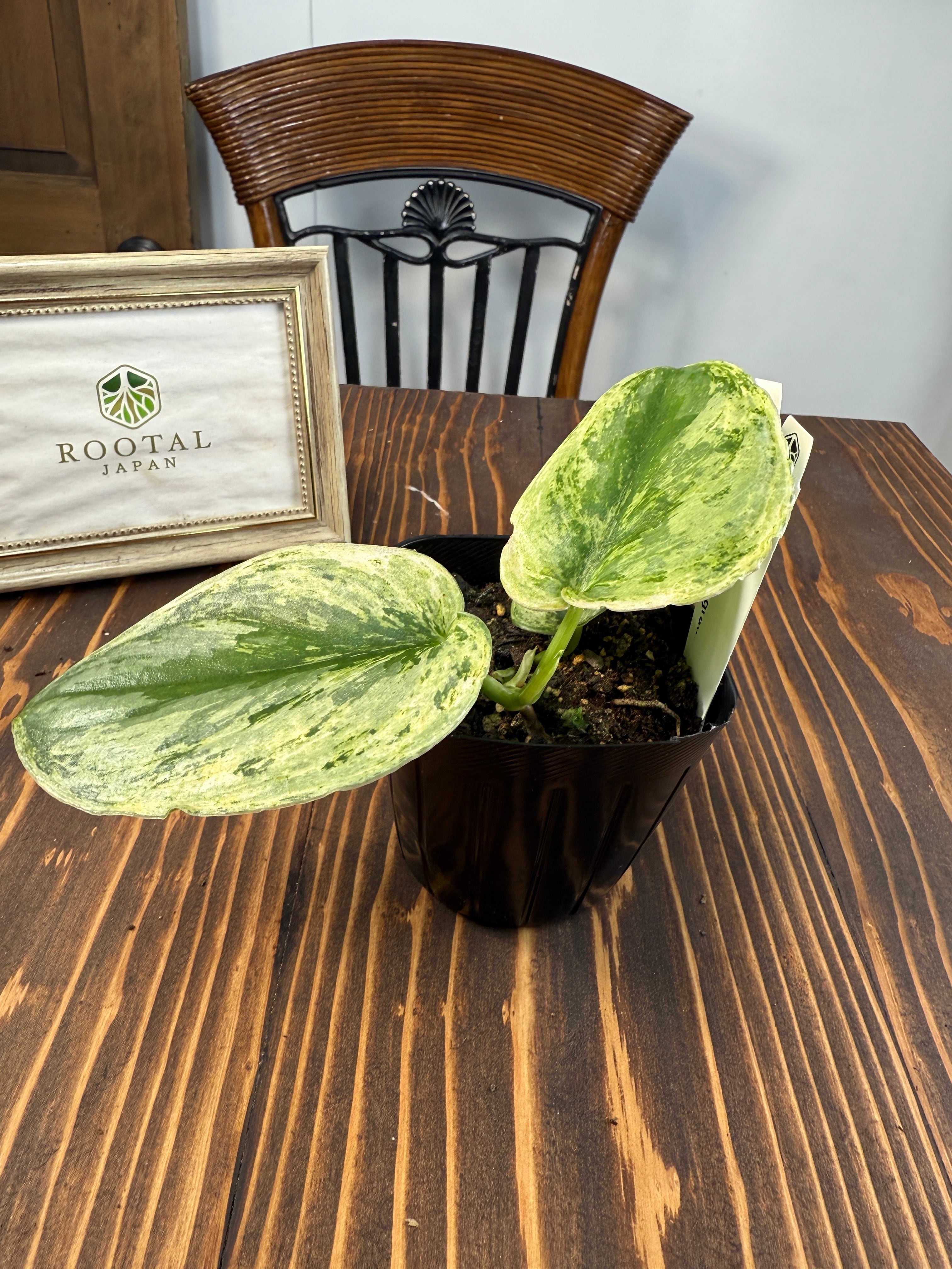 ☆1936【輝くホログラム】スキンダプサス エキゾチカ ホログラム(3.5号